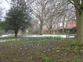 Crocuses growing along vista to the NE of Woodvale