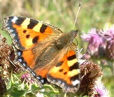 Sussex Downland provides a rich habitat for many species of butterfly
