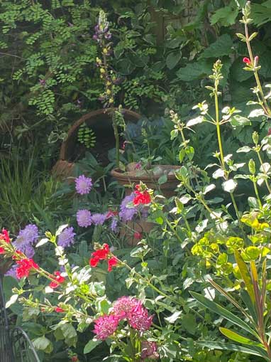 garden