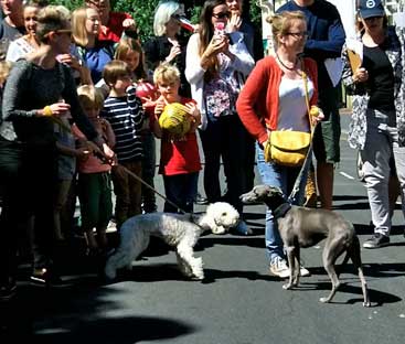 dog show