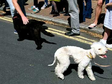 dog show