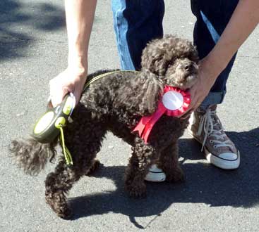 dog show