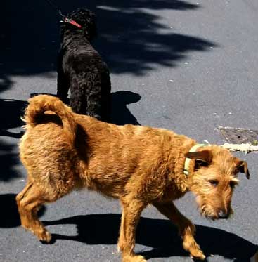 dog show