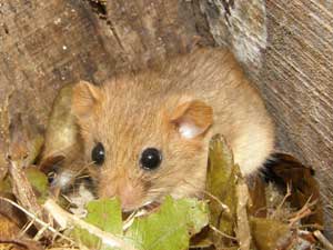 dormouse