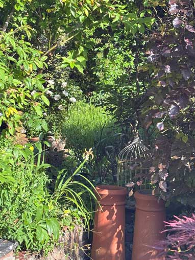 garden