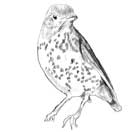 sketch of song thrush