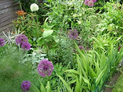 Garden at Belton Close