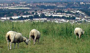 Round Hill from afar