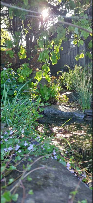 garden