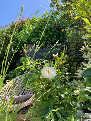 garden