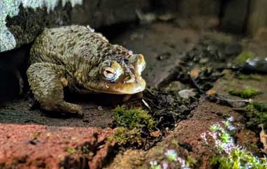 amphibians